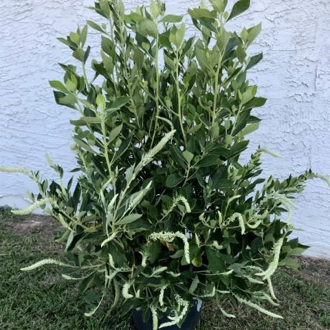 Clethra alnifolia 'Novacleein'  - Summer Sparkler™ Summersweet