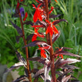 Lobelia cardinalis 'Black Truffle'  - Black Truffle Cardinal Flower