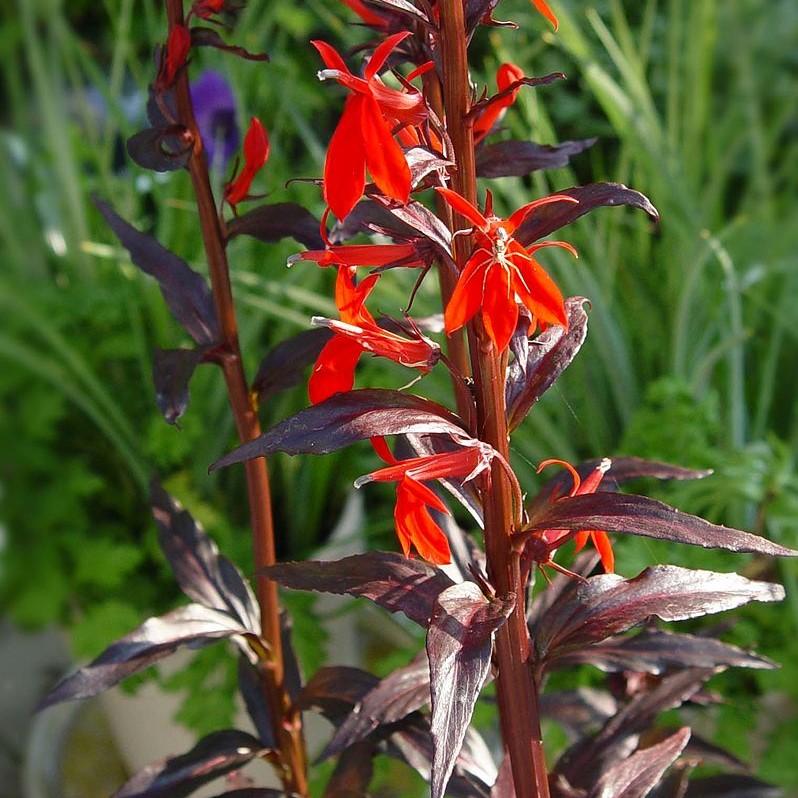 Lobelia cardinalis 'Black Truffle'  - Black Truffle Cardinal Flower