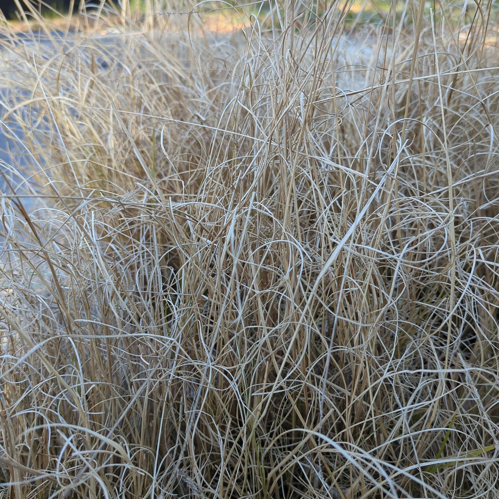 Pennisetum alopecuroides 'Hameln  - Hameln Fountain Grass