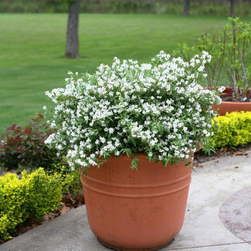 Deutzia sp. 'NCDX1' PP25,916  - Yuki Snowflake® Deutzia
