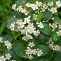 Ilex verticillata 'Red Sprite'  - Red Sprite Winterberry