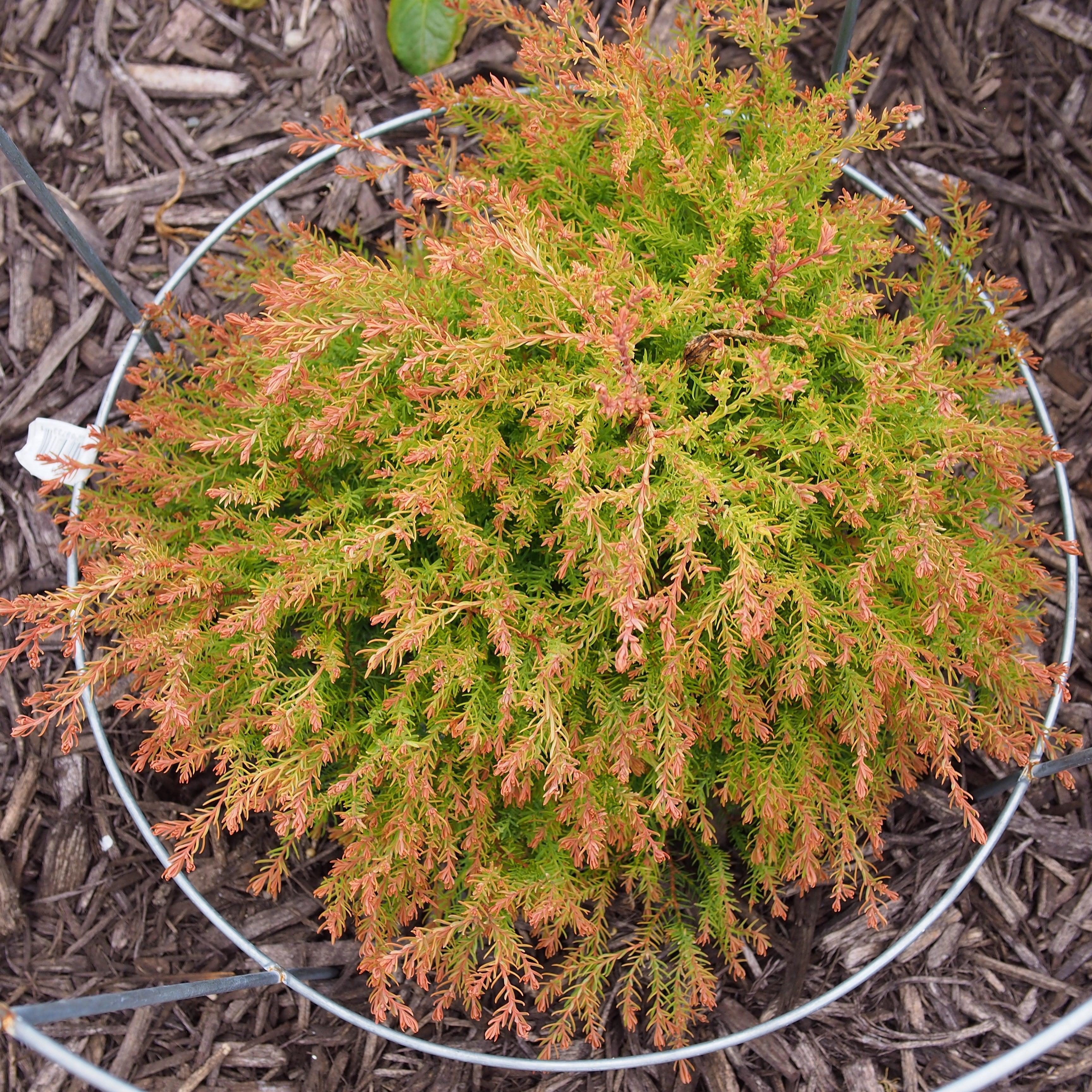 Thuja occidentalis 'Congabe' PP19,009  - Fire Chief™ Globe Arborvitae