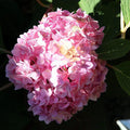 Hydrangea macrophylla 'Blushing Bride'  - Endless Summer® Blushing Bride® Hydrangea