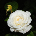 Rosa 'Radclean'  - Cloud Ten Rose