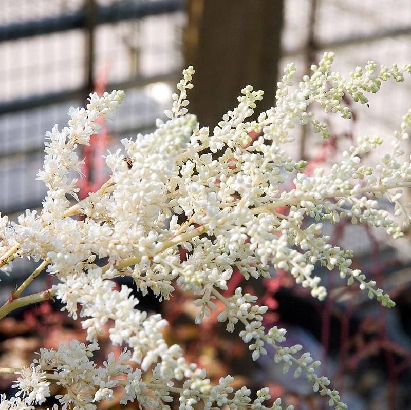Astilbe x arendsii 'Bridal Veil'  - Bridal Veil Astilbe