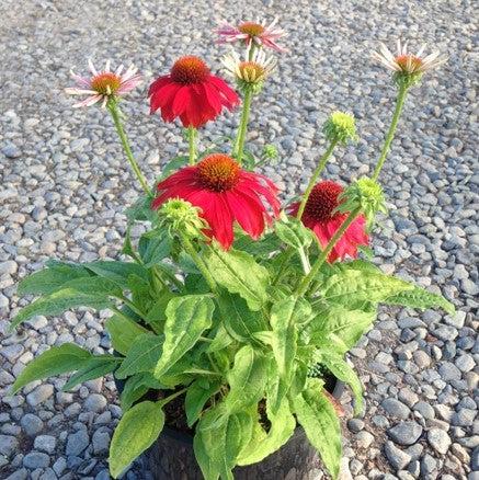 Echinacea x 'Balsomsed' PP23105  - Sombrero® Salsa Red Coneflower