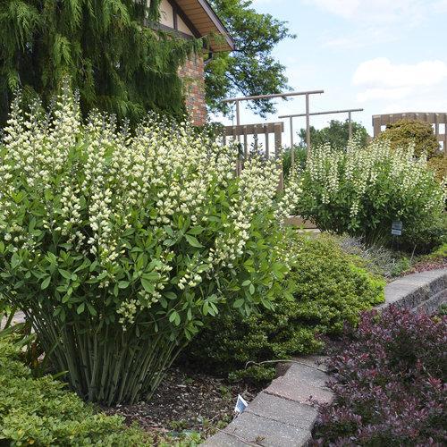 Baptisia 'Vanilla Cream'  - Decadence® Vanilla Cream False Indigo