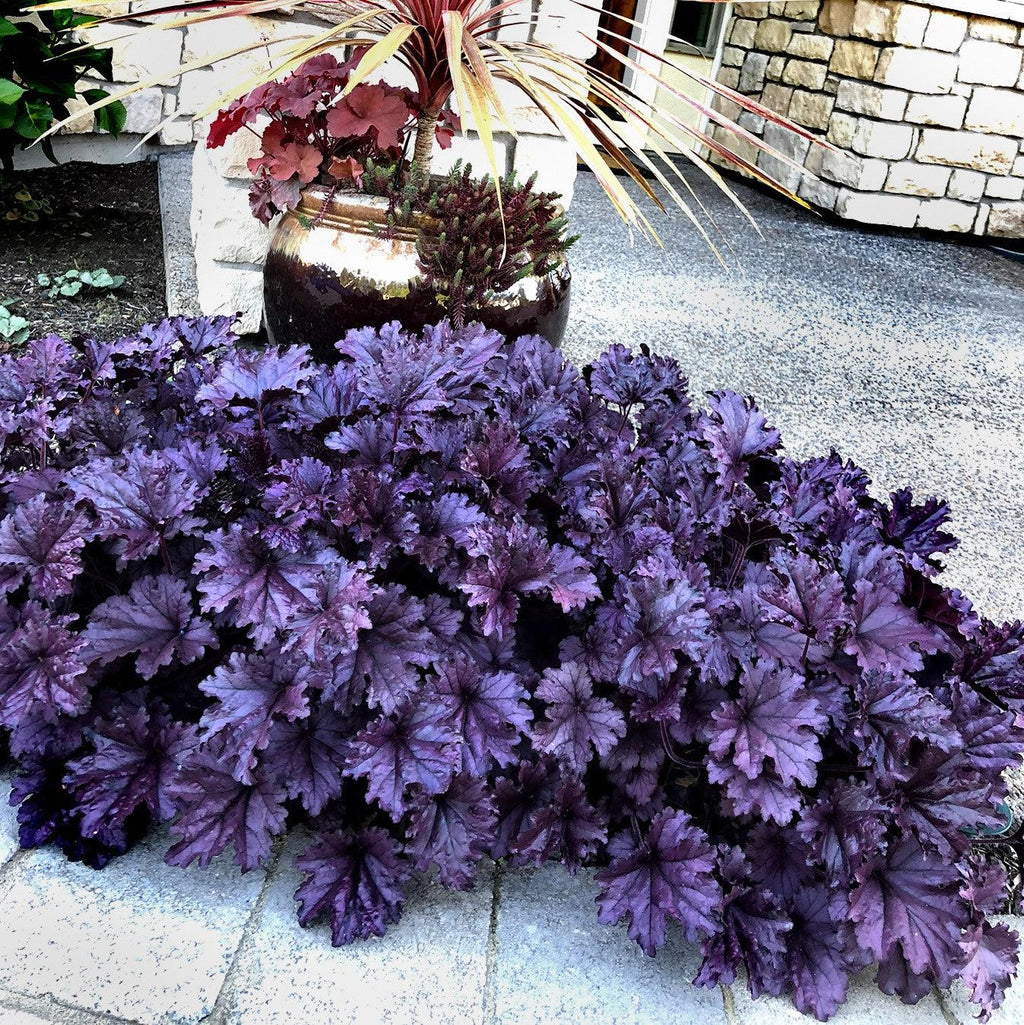 Heuchera x 'TNHEUFP'  - Forever® Purple Coral Bells