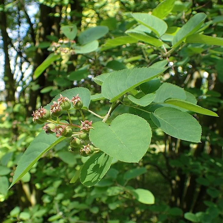 Amelanchier canadensis  - Shadblow Serviceberry