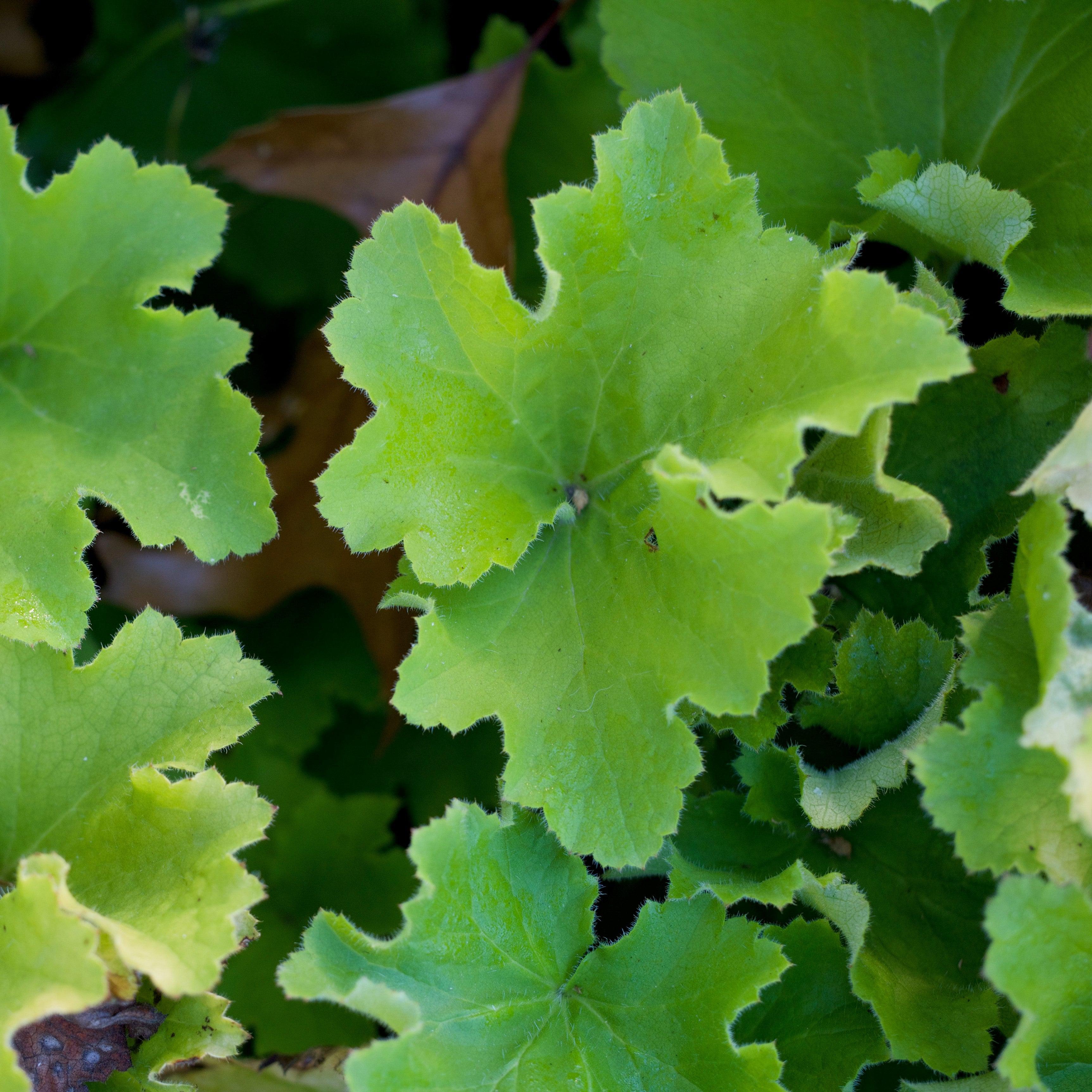 Heuchera 'Guacamole'  - Guacamole Heuchera