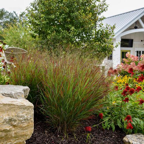 Panicum virgatum 'Cheyenne Sky' PP23209  - Prairie Winds® Cheyenne Sky Switch Grass