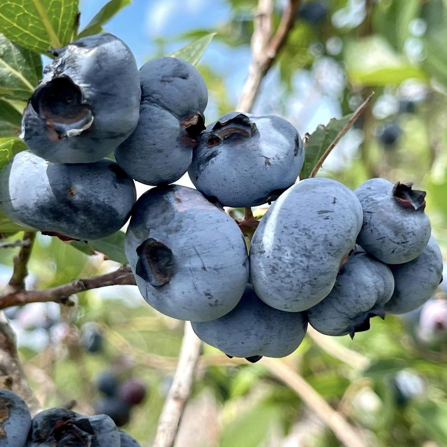 Vaccinium corymbosum 'Chandler'  - Chandler Blueberry