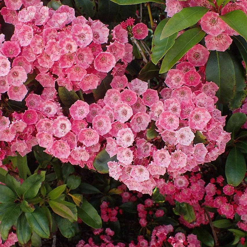 Kalmia latifolia 'Sarah'  - Sarah Mountain Laurel