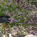 Lavandula x intermedia 'Grosso'  - Grosso Lavender