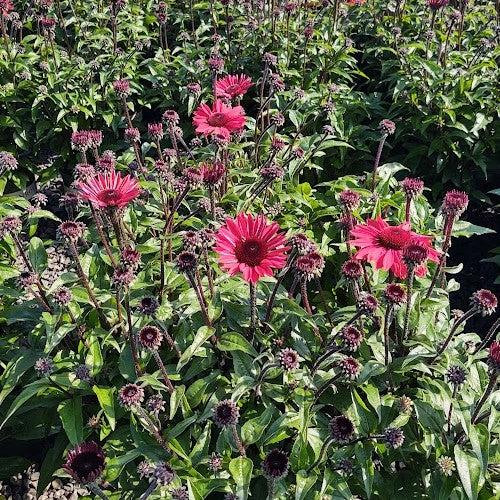 Echinacea 'Panama Red'  - Panama® Red Coneflower