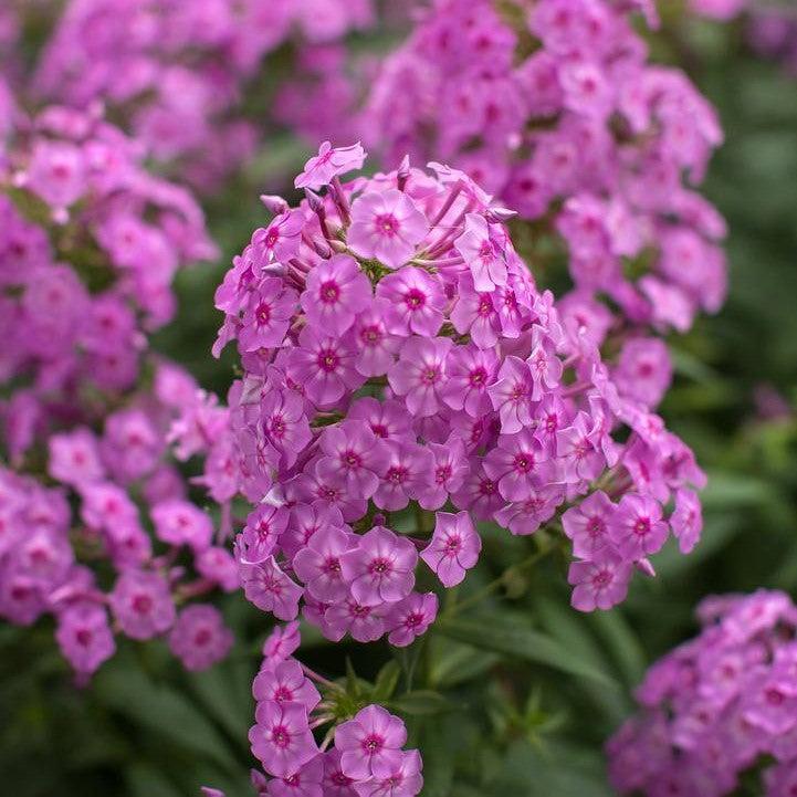 Phlox paniculata 'Ditomfra'  - First Editions® Bubblegum Pink™ Phlox