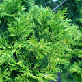 Chamaecyparis obtusa 'Verdonii'  - Verdonii Hinoki Cypress