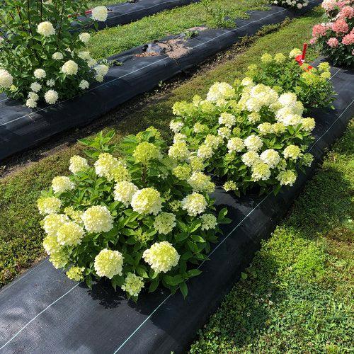 Hydrangea paniculata 'SMNHPK'  - Proven Winners® Fire Light Tidbit® Hydrangea