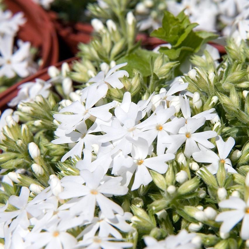 Phlox subulata 'Snowflake'  - Snowflake Creeping Phlox