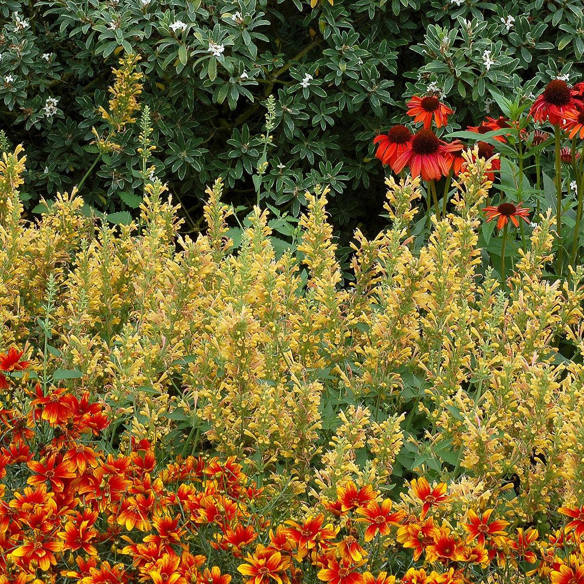 Agastache ‘Kudos Yellow’  - Kudos™ Yellow Hummingbird Mint, Hyssop