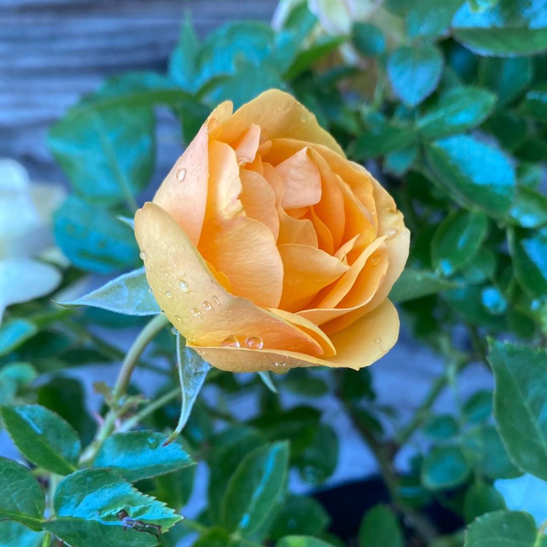 Rosa 'Wekvossutono' PP#18,473  - Julia Child™ Rose