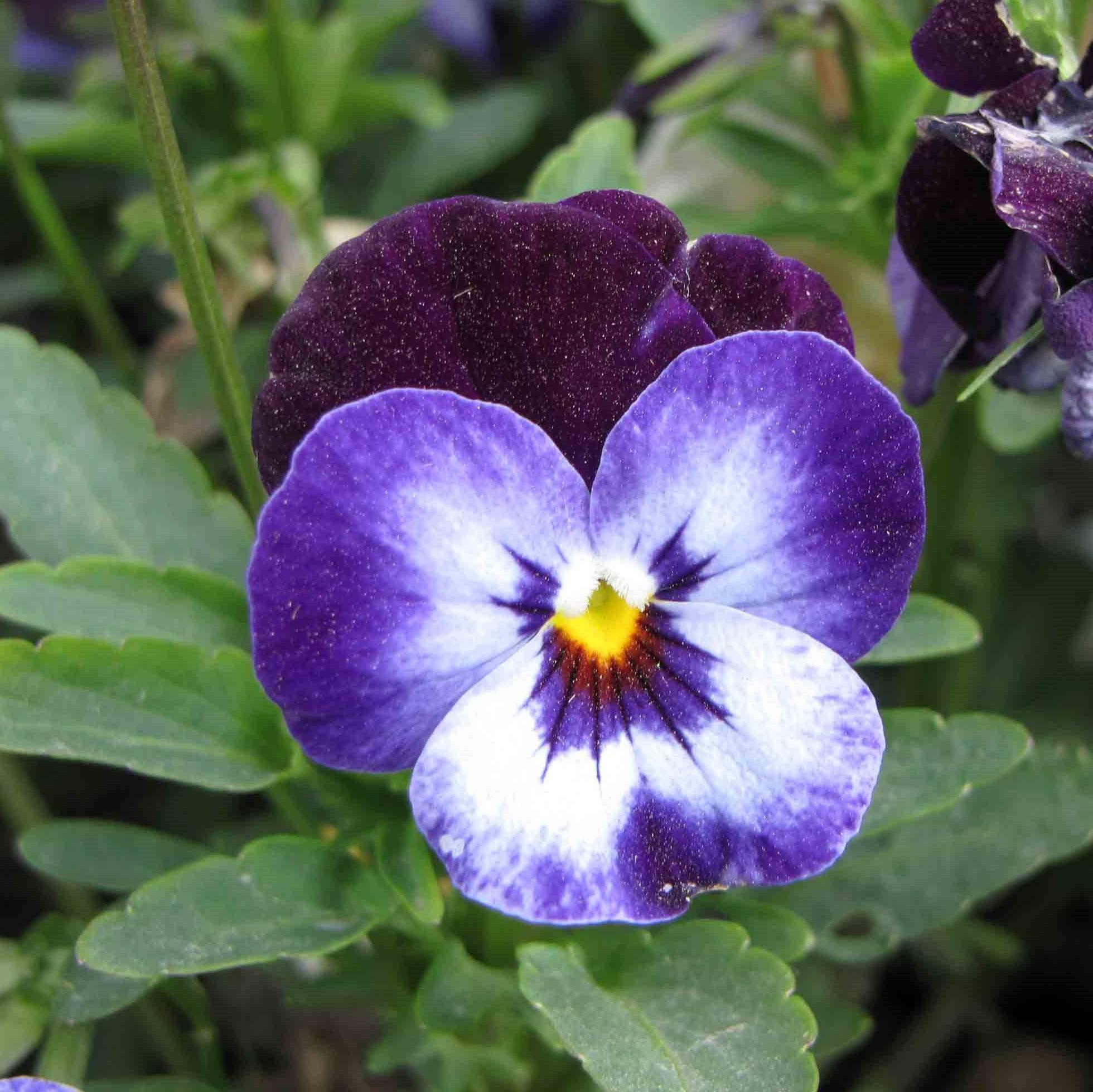 Viola cornuta 'Penny Denim Jump Up' - Penny™ Denim Jump Up Viola ...