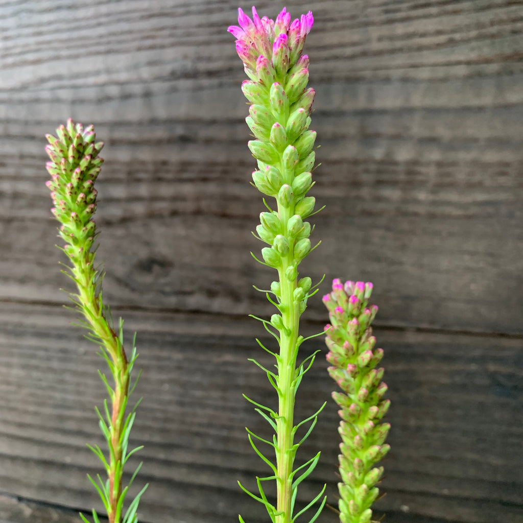 Liatris spicata  - Marsh Blazing Star, Gayfeather