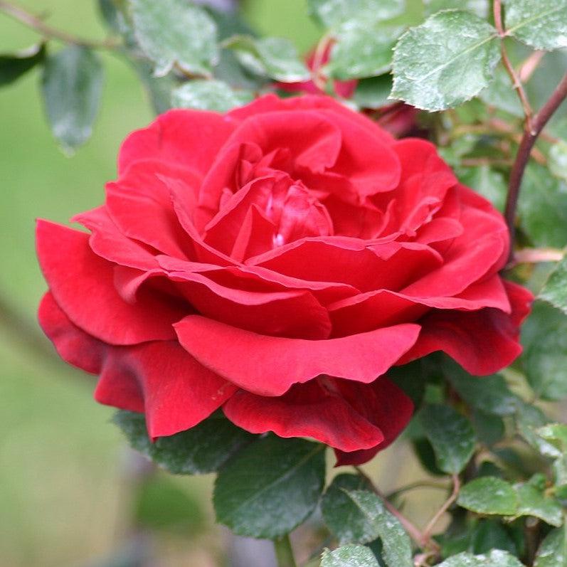 Rosa 'Don Juan'  - Don Juan Rose