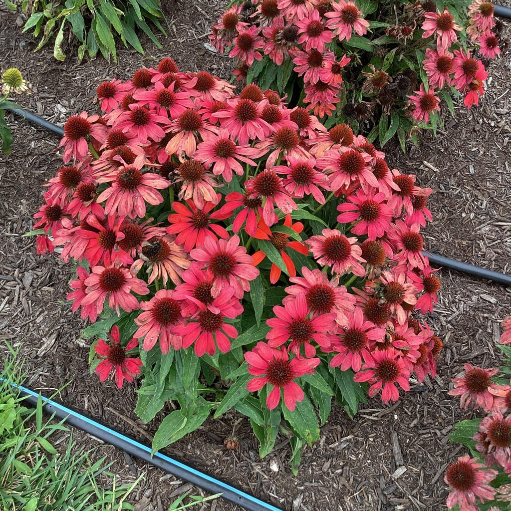 Echinacea purpurea 'SunMagic Vintage Ruby'  - SunMagic® Vintage Ruby Echinacea