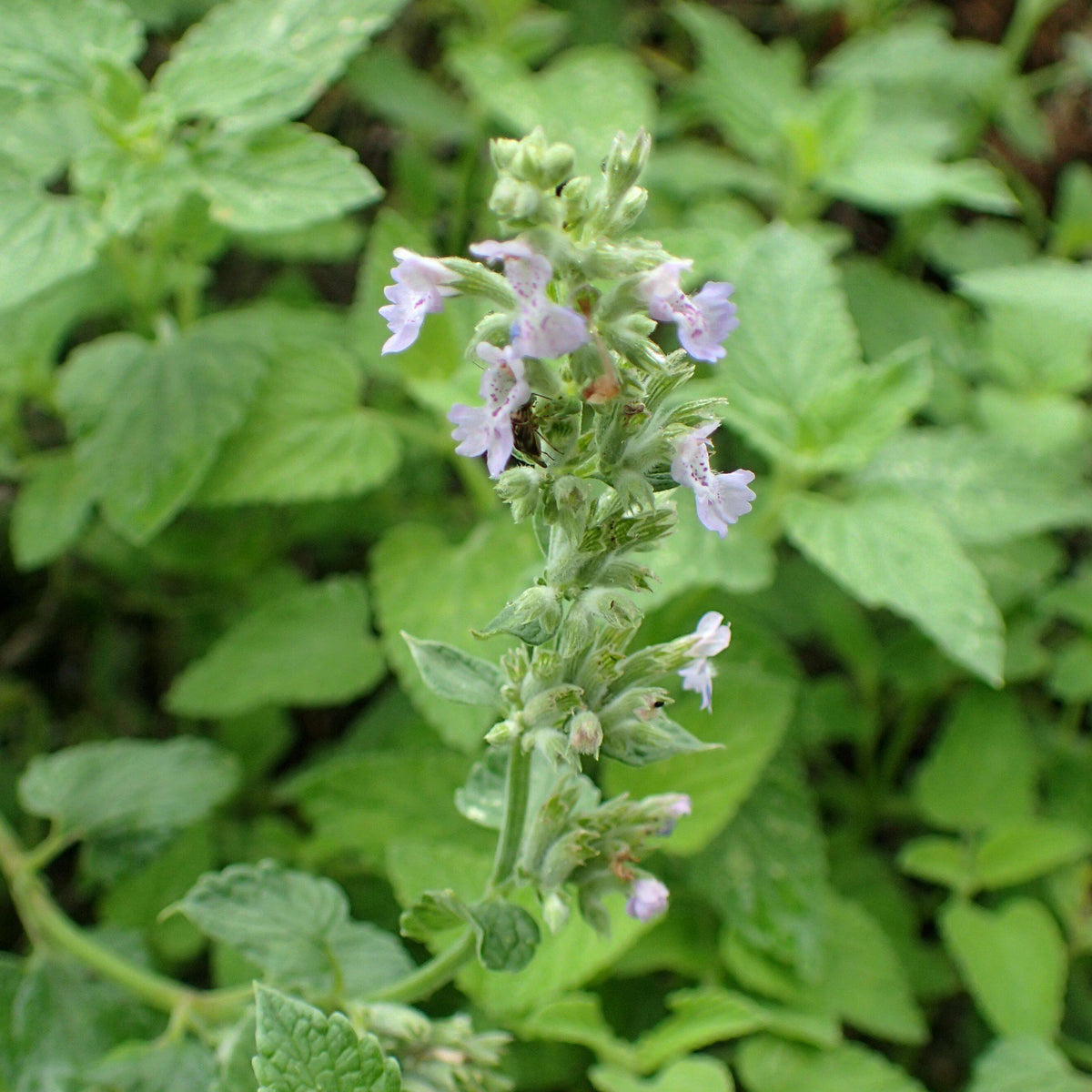 Nepeta racemosa 'Blue Wonder' - Blue Wonder Catmint – Farmside Gardens