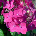 Hydrangea macrophylla 'Bailmacfive’ PP30,359  - Endless Summer® Summer Crush® Hydrangea