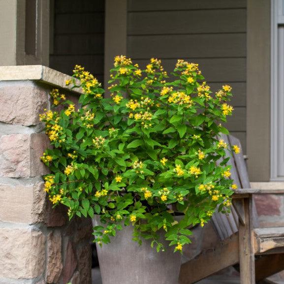Hypericum inodorum 'Kolmapuki' PP24,576  - First Editions® Pumpkin St. John's Wort