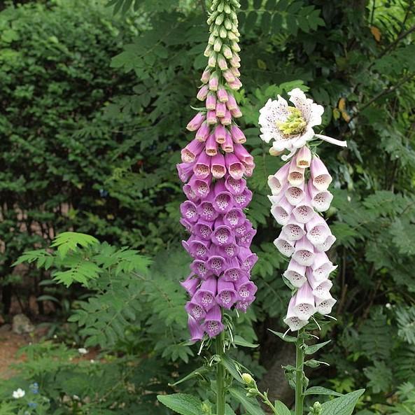 Digitalis purpurea 'Dalmatian Purple'  - Dalmatian Purple Foxglove