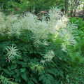 Aruncus dioicus  - Goat's Beard