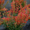 Agastache ‘Kudos Red’  - Kudos™ Red Hummingbird Mint, Hyssop