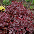 Heuchera x 'TNHEUNES' PP29632  - Northern Exposure™ Silver Heuchera