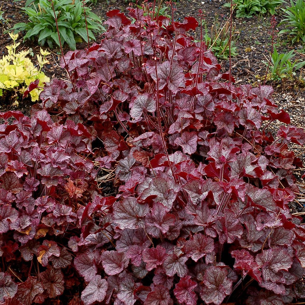 Heuchera x 'TNHEUNES' PP29632  - Northern Exposure™ Silver Heuchera
