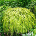 Hakonechloa macra 'Aureola'  - Golden Japanese Forest Grass, Hakone Grass