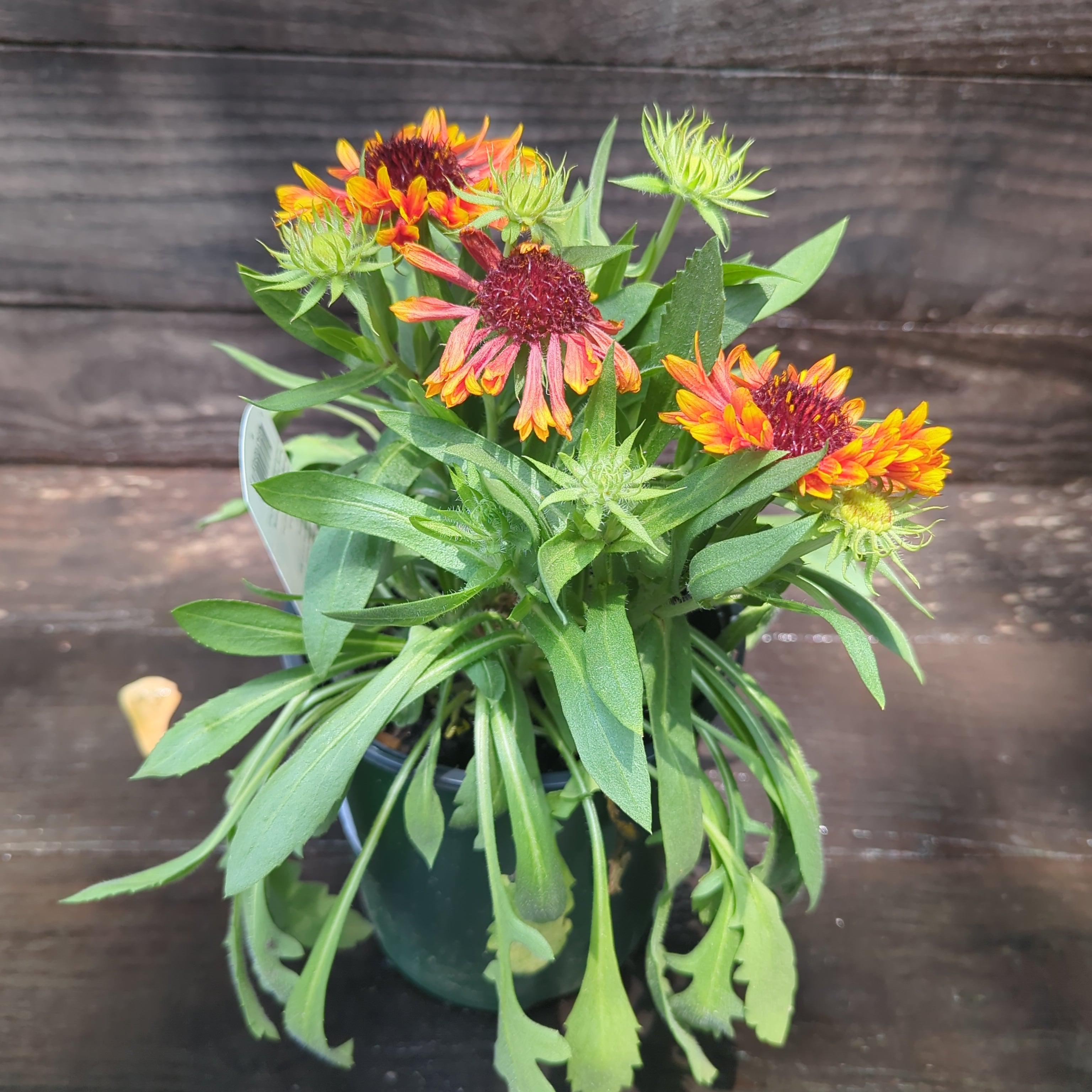 Gaillardia 'Copper Sun'  - Spintop™ Copper Sun Blanket Flower
