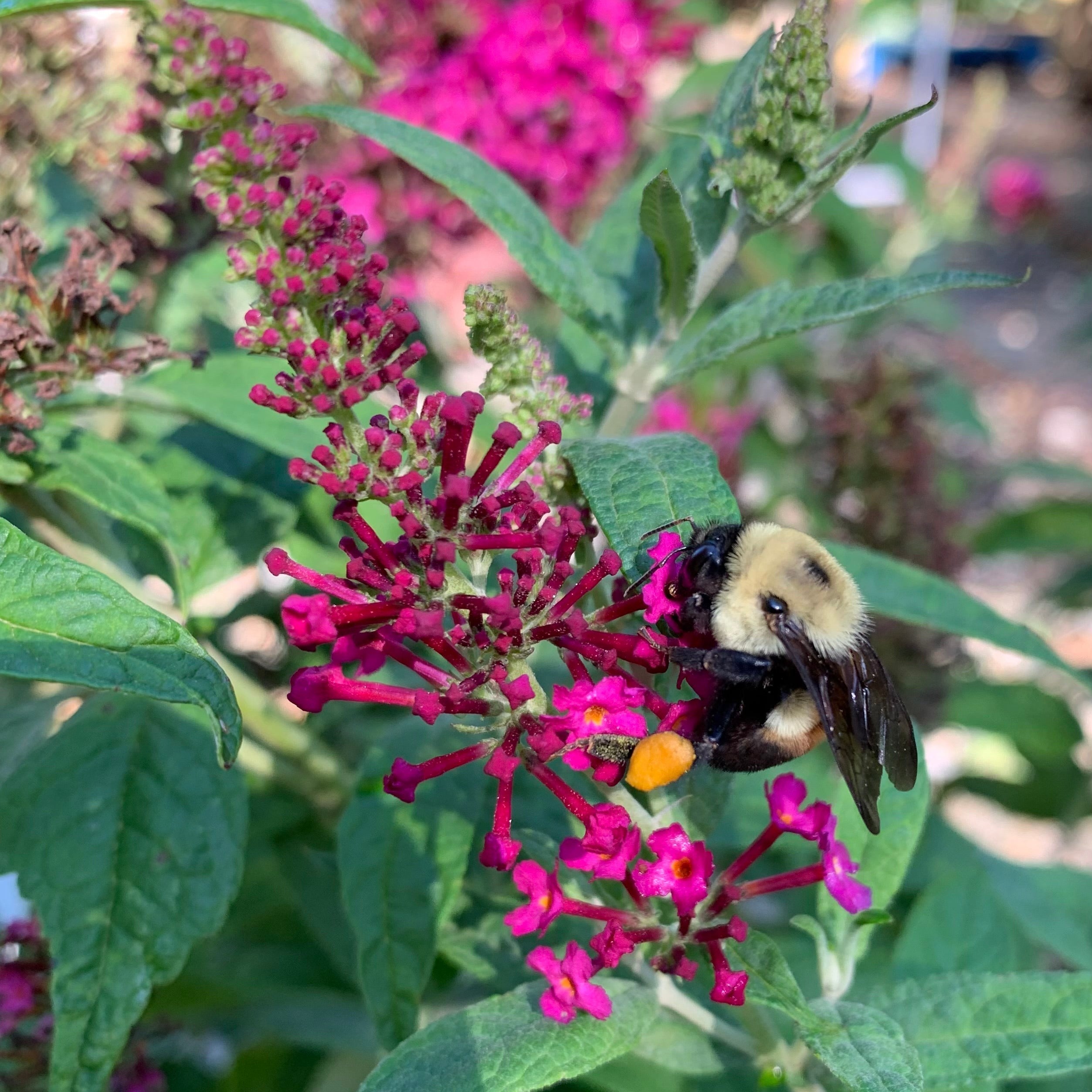 Buddleia 'Miss Molly'  - Miss Molly Butterfly Bush