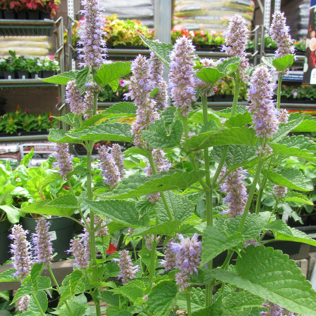 Agastache foeniculum  - Anise Purple Hyssop