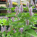 Agastache foeniculum  - Anise Purple Hyssop