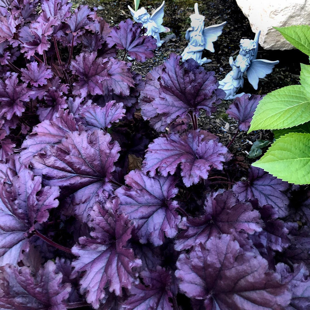 Heuchera x 'TNHEUFP'  - Forever® Purple Coral Bells