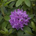 Rhododendron catawbiense 'Boursault'  - Boursault Catawba Rhododendron