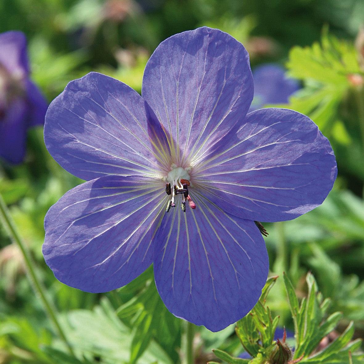 Geranium 'Johnson's Blue'  - Johnson's Blue Cranesbill
