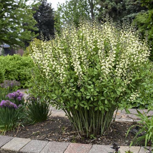 Baptisia 'Vanilla Cream'  - Decadence® Vanilla Cream False Indigo
