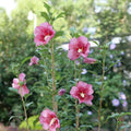 Hibiscus syriacus 'GFNHSRP'  - Red Pillar® Rose of Sharon