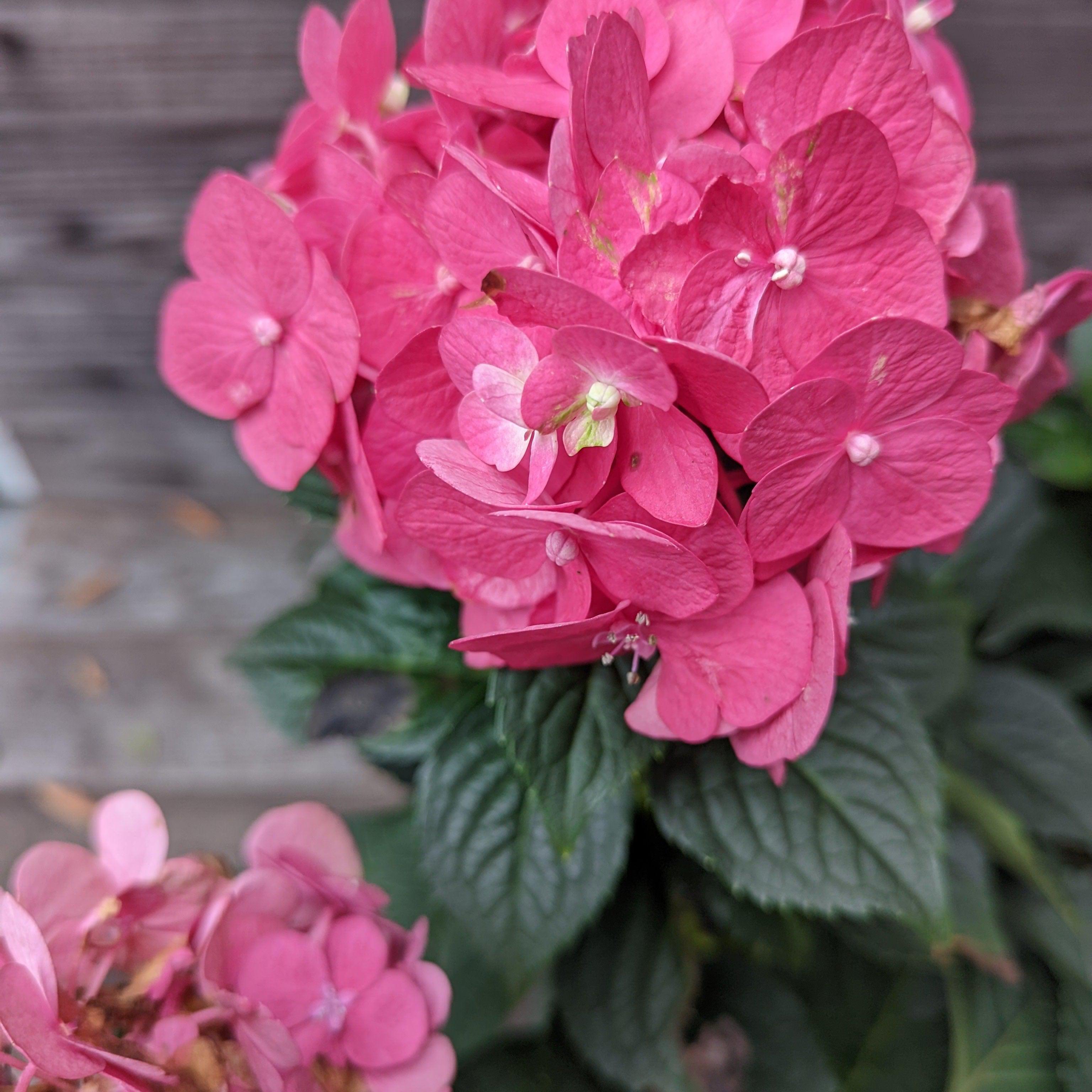 Hydrangea macrophylla 'Bailmacfive’ PP30,359  - Endless Summer® Summer Crush® Hydrangea