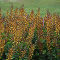Baptisia 'Cherries Jubilee'  - Decadence® Cherries Jubilee Baptisia